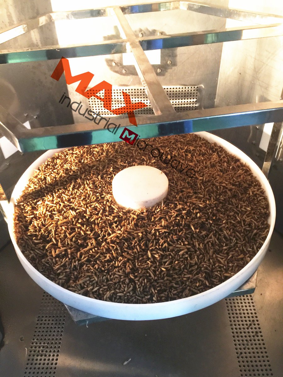 MicrowaveDryer's tweet photo. BSF Larvae Microwave Drying,Puffing and Sterilization Machine
https://t.co/H5grkt64Yg
#blacksoldierfly
#blacksoldierflylarvae
#flylarvae
#bsflfarm
#sustainable
#bsfl
#bsf
#worms
#Hermetiaillucens
#bsflarvae
#insectprotein
#insectproteins
#foodwaste https://t.co/9UrpYku9Eo