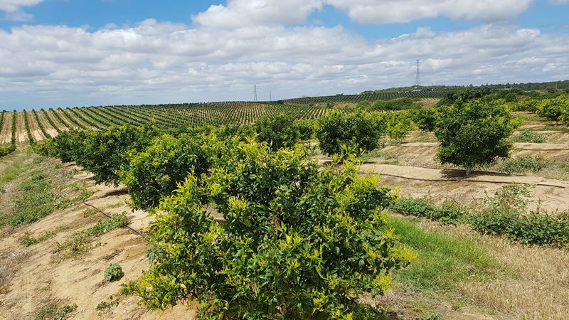 agrodhuelva's tweet photo. .@SATMogalla incrementa las hectáreas de clementinas y reduce las de naranjas en la finca La Mogayuela de #Cartaya https://t.co/0Lxx9hWCiY https://t.co/knZtYQqiz8