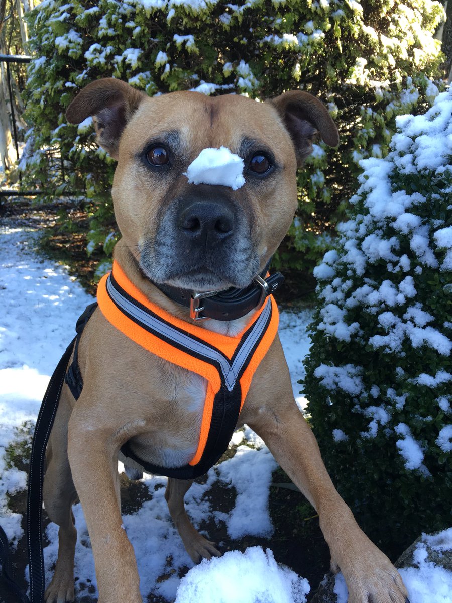 KenGuRiCa_Aus's tweet photo. My precious boy @Axle_Dog experiences snow for the first time βοΈβοΈβοΈβοΈ #snow #staffy #fidgetdog @phitchener9 @LNixon9 @LepaBrena_TW https://t.co/F1bHoVrxVn