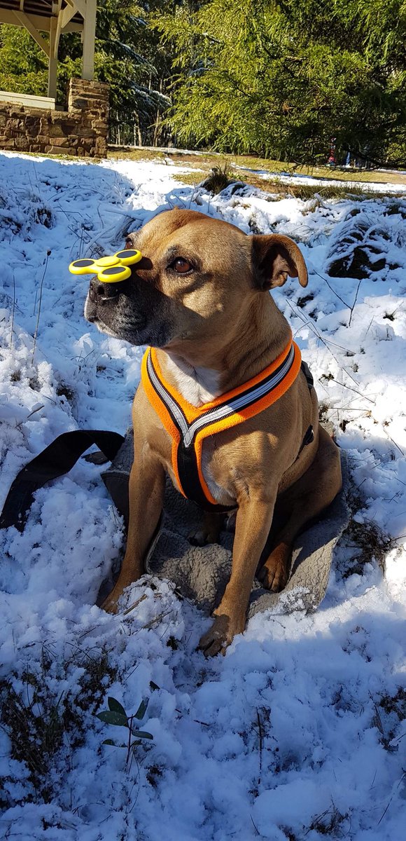 KenGuRiCa_Aus's tweet photo. My precious boy @Axle_Dog experiences snow for the first time βοΈβοΈβοΈβοΈ #snow #staffy #fidgetdog @phitchener9 @LNixon9 @LepaBrena_TW https://t.co/F1bHoVrxVn