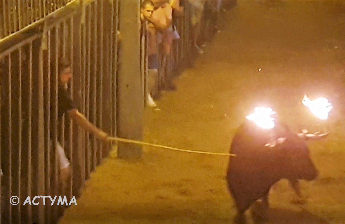 ACTYMA1's tweet image. ACTYMA ha denunciado a los organizadores de correbous por los hechos ocurridos en SANT JAUME D’ENVEJA, durante la celebración de tres toros embolados, por la utilización de palos contra los animales para golpear e increpar los toros y vacas. 
europapress.es/catalunya/noti…