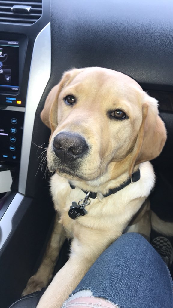 AustinTheDoggo_'s tweet photo. Here’s my last post! ❤️❤️❤️ https://t.co/BDSC0QXUGe