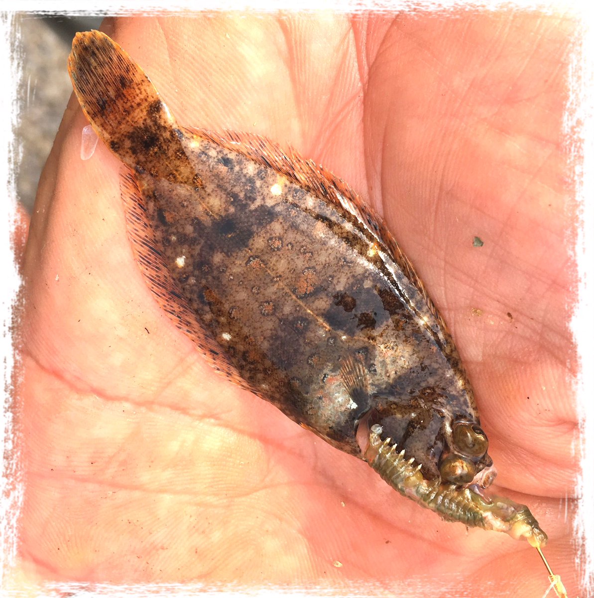 Yi Aѳ Yifc キス釣り 外道でカレイの子 チャリコ 釣り Fishing オカッパリ Angler ハゼ Flathead 川崎港 東扇島 キス シロギス カレイ 真鯛 チャリコ Yi Aѳ Yifc キス釣り 外道でカレイの子 チャリコ 釣り Fishing オカッパリ Angler ハゼ Flathead 川崎港 東扇島 キス シロギス カレイ 真鯛 チャリコ
