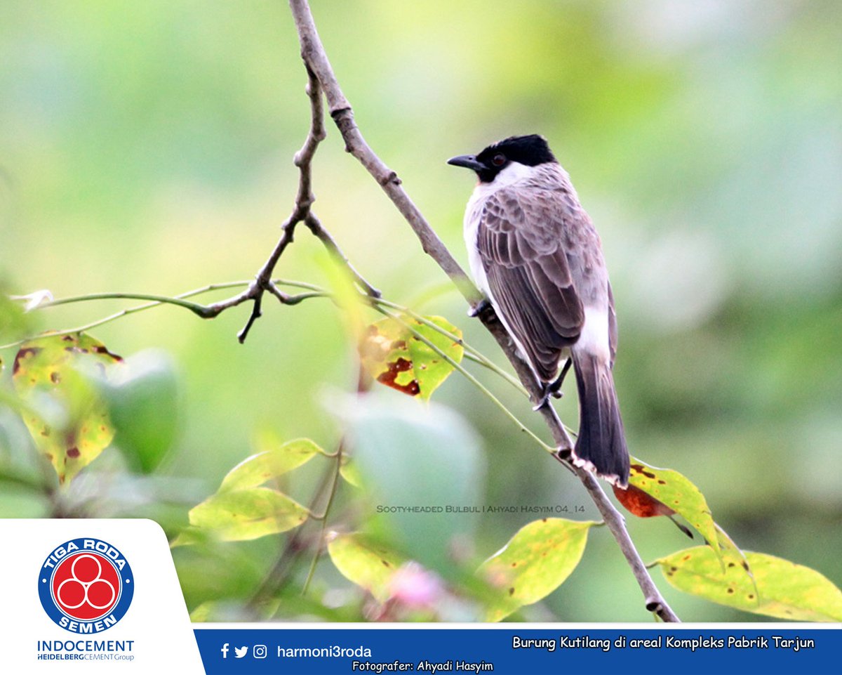 Paling Bagus 26 Gambar  Burung Di Pohon Richa Gambar 