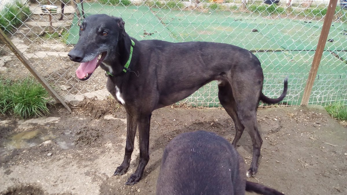 WhittinghamGT's tweet photo. Gorgeous Merlin is one of our lovely boys looking for a home. He's a very special boy, loves giving everyone a cuddle and is a gentle giant. Can you wave your magic wand and give him a home? https://t.co/iD0B5uB6RG