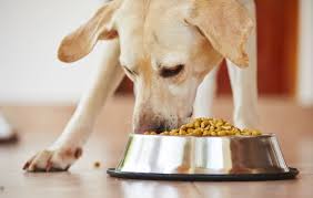 Regular monitoring ensures top maintenance &amp; performance of your service dogs. Braveheart consistently maintains high quality of our Bio-Dog Food.