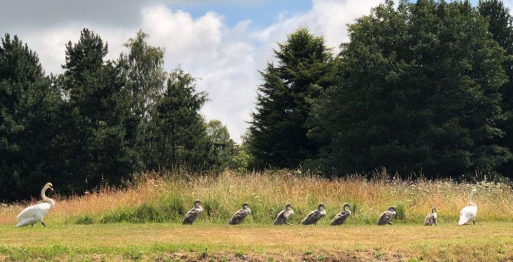 isstirling's tweet image. March of the swans. 📷 by Information Centre Advisor and Resident Crow (and other feathered friends) Whisperer Mr Ed. #SwanLife #UniSwan