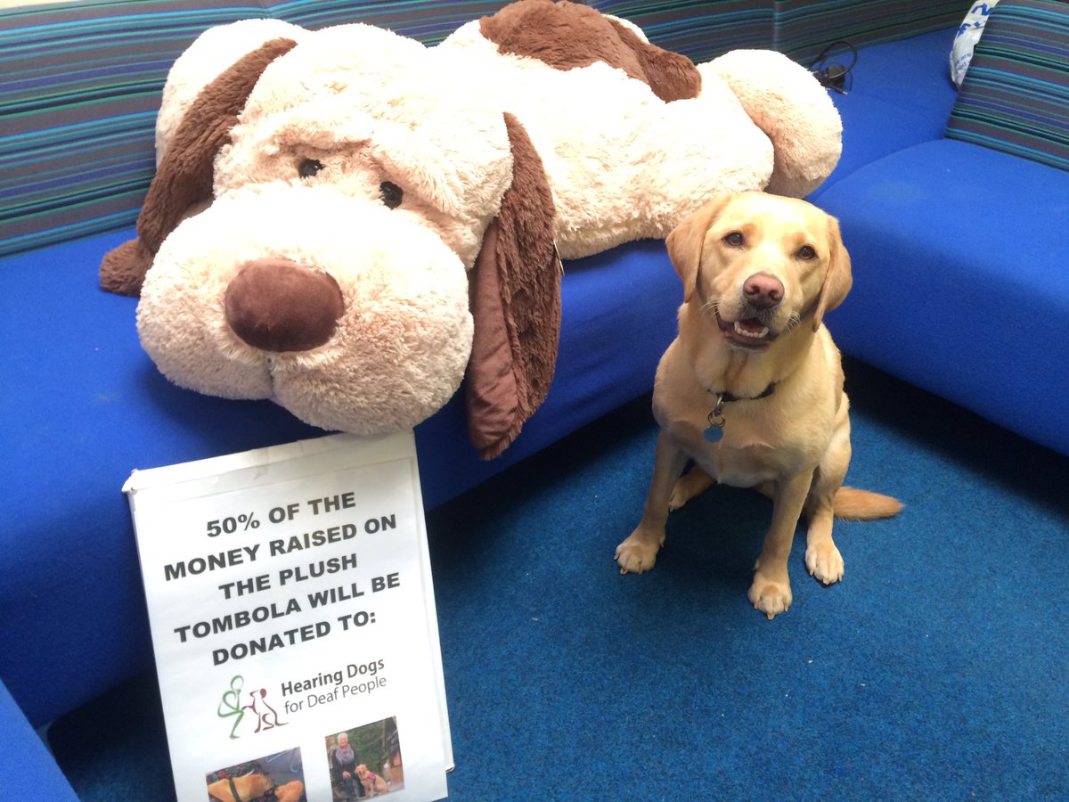 BPSYearFive's tweet image. We can't wait to see you all at the @BPSCA_ Summer Fun Day tomorrow, from 11am to 3pm. Someone will be going home with this amazing plush dog, helping to raise money for Hearing Dogs! Sorry, but @PrincessZaraBPS is staying with us!