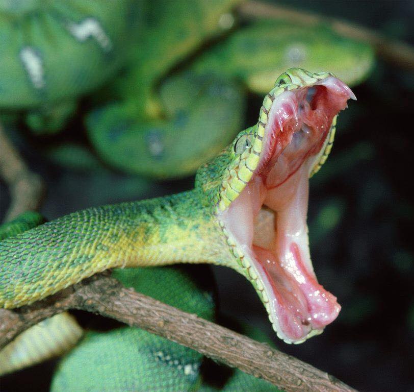Почему змея высовывает. Змея с открытым ртом. Змея с высунутым языком.