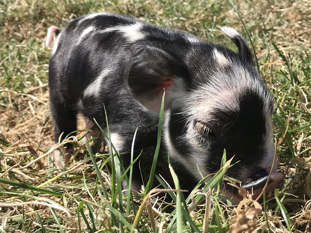 Come up this weekend and see all our new baby piglets #cute