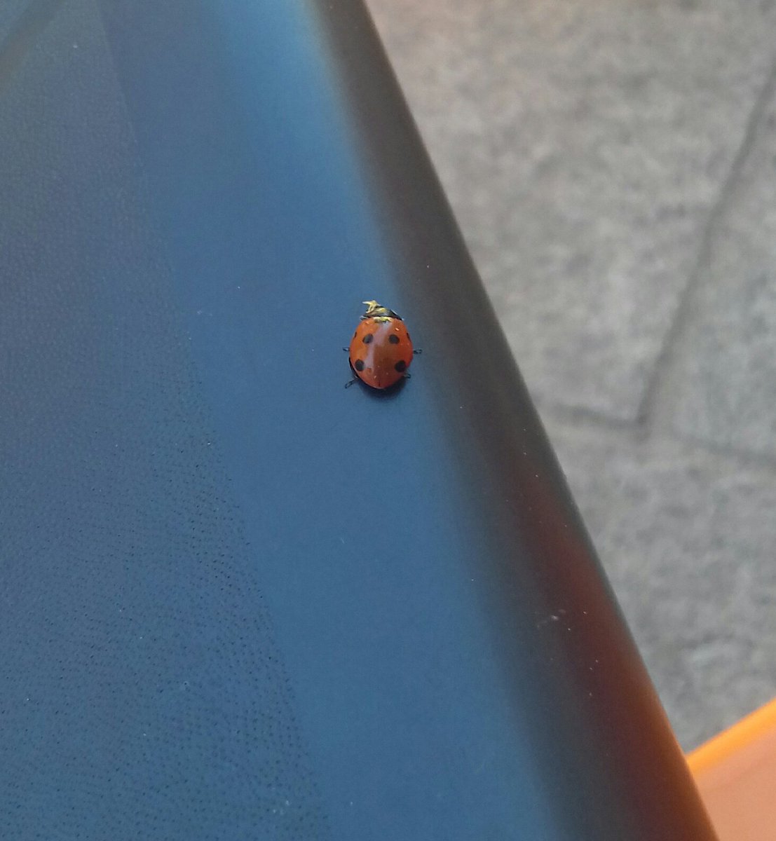 lavieslullabies's tweet photo. Mi ha portato una fortuna che neanche potete immaginare. 🐞 
ve la lascio, così magari ne regala un pochino anche a voi 🍀 https://t.co/A1n40uGh4a