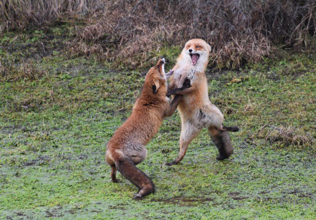 Jenny van Leeuwen tweet media