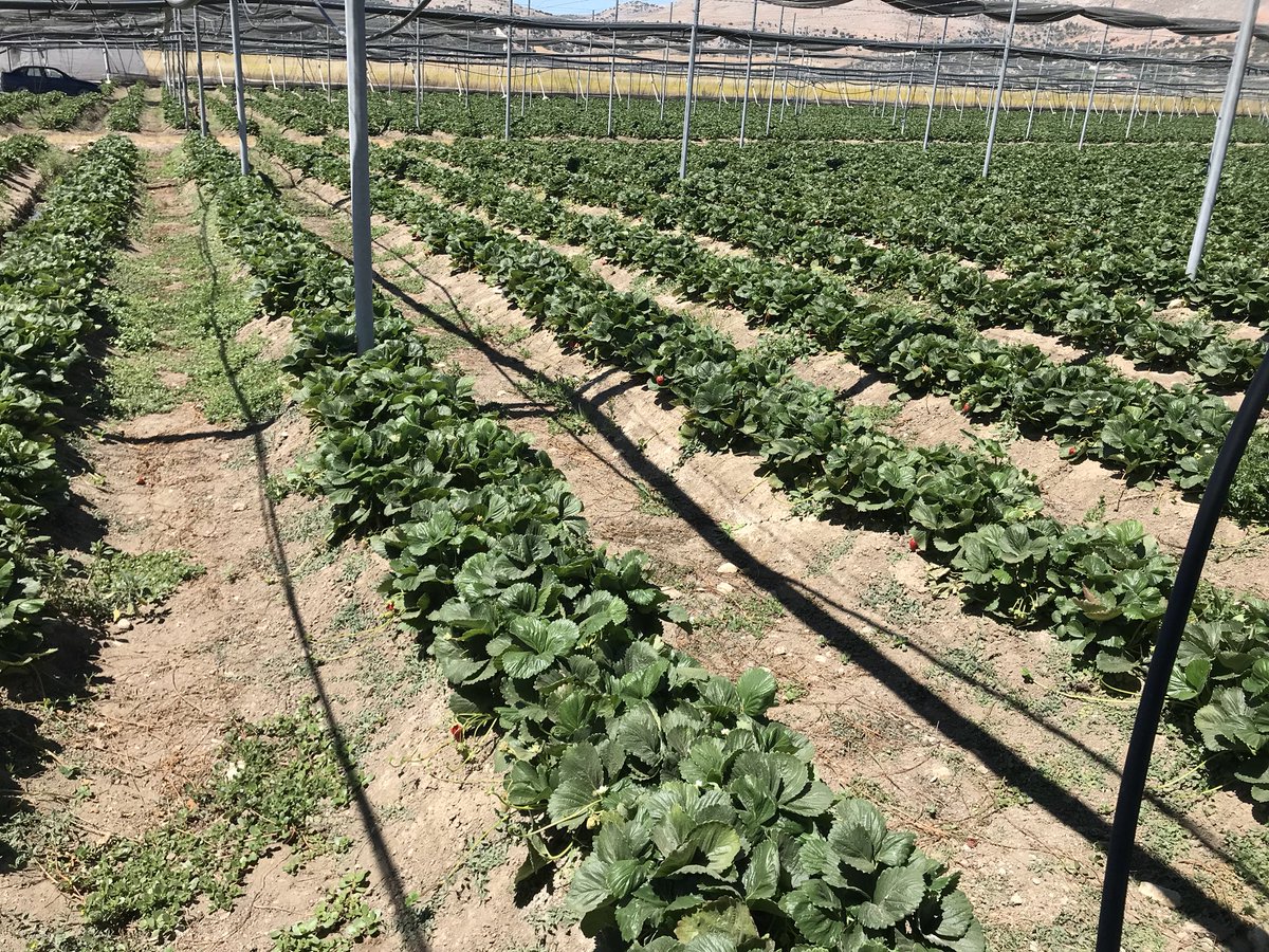 Leopoldo695's tweet photo. Cultivo de #fresa 🍓 de verano en Alhama de Granada, calidad y sabor insuperable. Productor J. Arrabal @Fresquisima2. https://t.co/h6OtchFEcQ