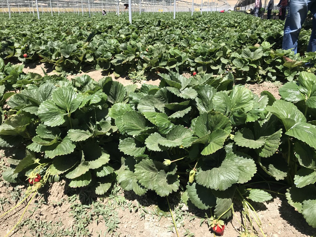 Leopoldo695's tweet photo. Cultivo de #fresa 🍓 de verano en Alhama de Granada, calidad y sabor insuperable. Productor J. Arrabal @Fresquisima2. https://t.co/h6OtchFEcQ