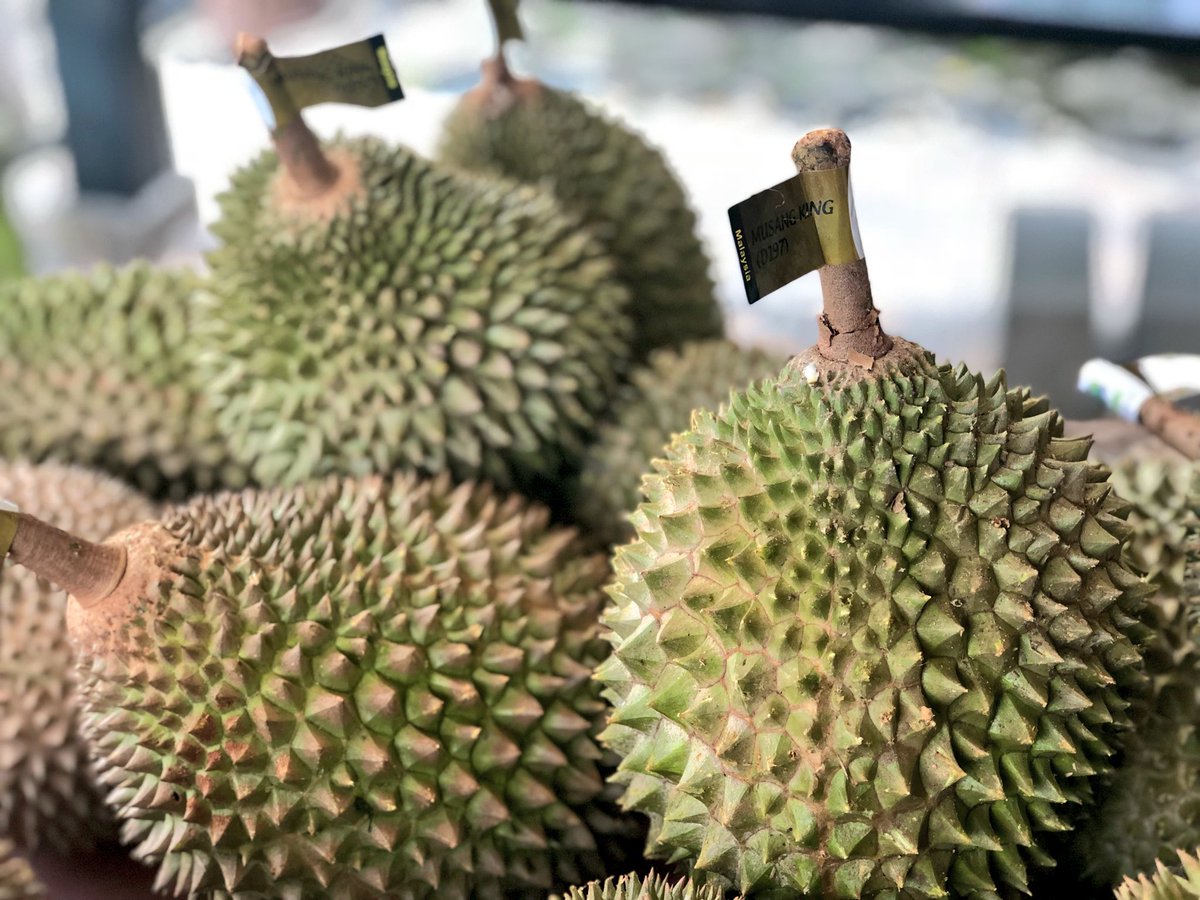 Download 810 Gambar Hantu Durian Terbaik Gratis