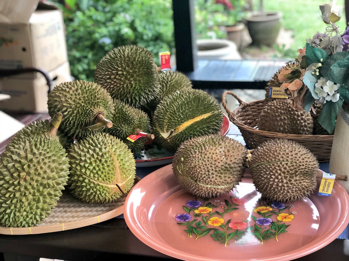 Download 810 Gambar Hantu Durian Terbaik Gratis