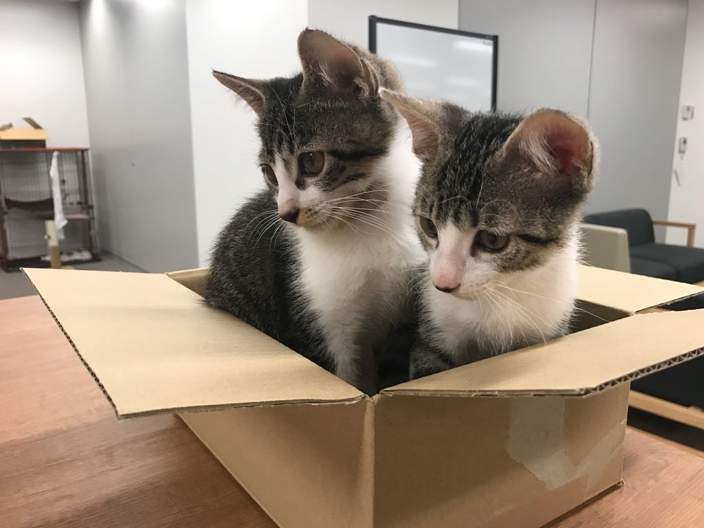 office_neko's tweet photo. 小さい頃は2人で入ってたのに、今は1人でもきついね笑

#猫社員
#猫社長
#もふもふ
#ふわもこ部
#キジトラ
#のらねこ部
#ねこばか
#ねこら部
#にゃんこ
#ねこ好きさんと繋がりたい
#ねこ好きさんとつながりたい
#猫好きさんと繋がりたい
#猫好きさんとつながりたい https://t.co/CcQgE8S3am