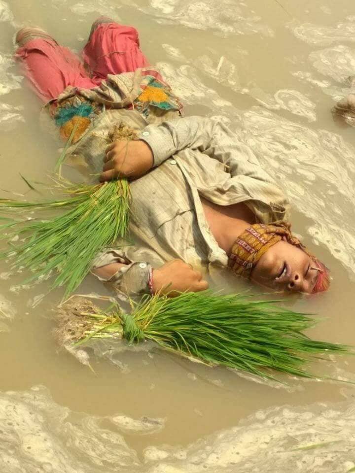 ShayarImran's tweet photo. धान की खेती के लिये रोपाई कर रही ये महिला, खेत में बिजली का तार टूट कर गिर जाने से उतरे करंट की वजह से मर गई !

आखिर इन मौतों की ज़िम्मेदारी कौन लेगा https://t.co/TRbLJR3Z1P
