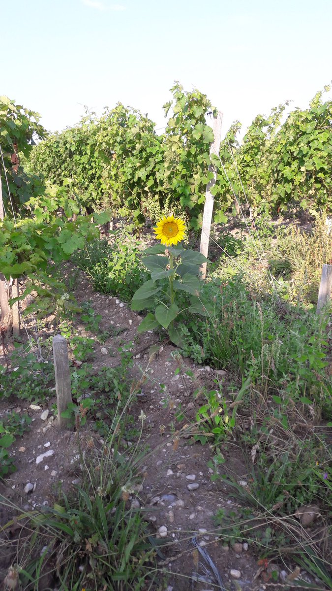 Le soleil pousse même dans les vignes ! ☀️🍇🇫🇷