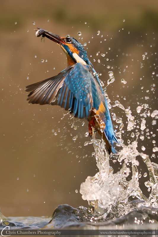#canals <a href="/WaterwayPages/">waterway.pages</a> #kingfisher #canalmarketplace facebook.com/groups/CanalMa…