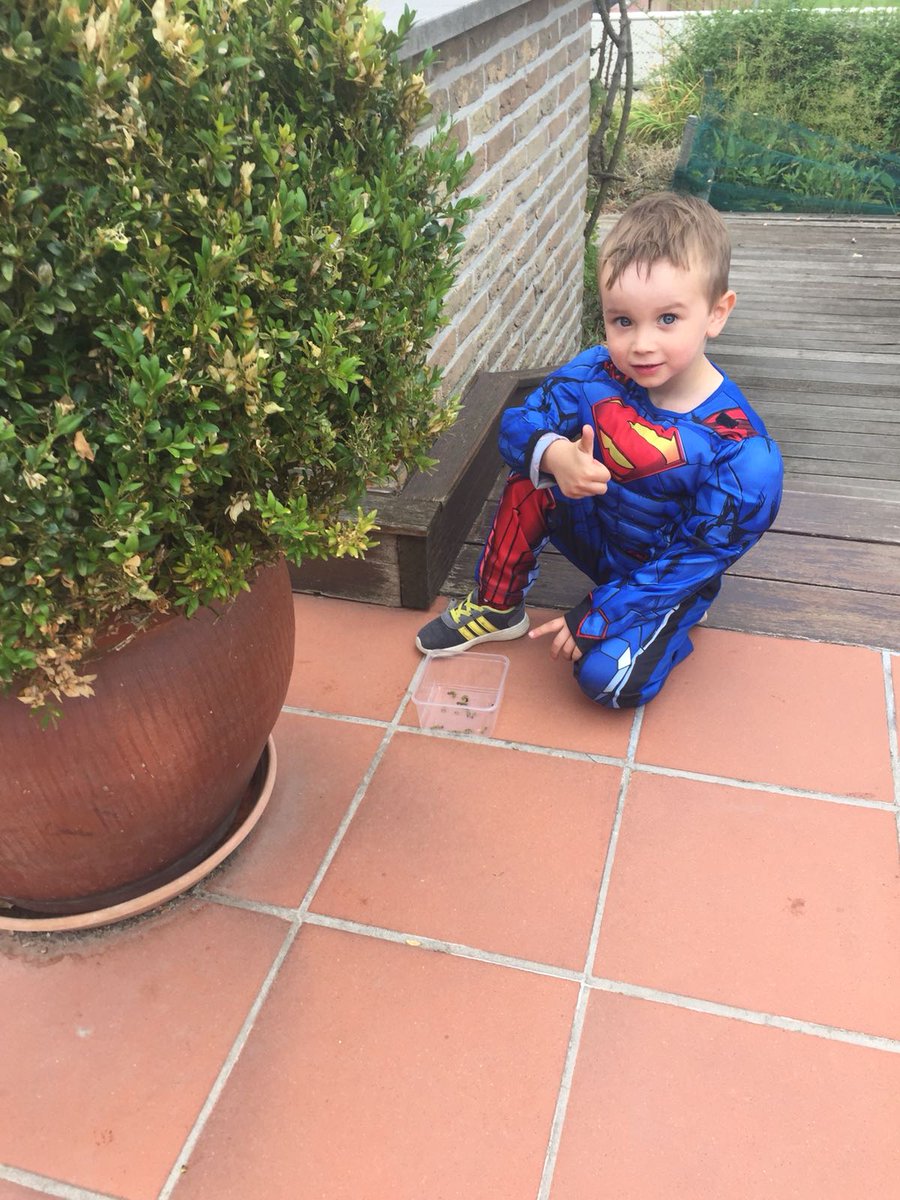 EHamblok's tweet photo. This little Superman uses mechanical #biocontrol against Box tree moth (#buxusmot). Need help? Call Superman. #koppert #nochemicals #belgium https://t.co/Eay1JEpJYw