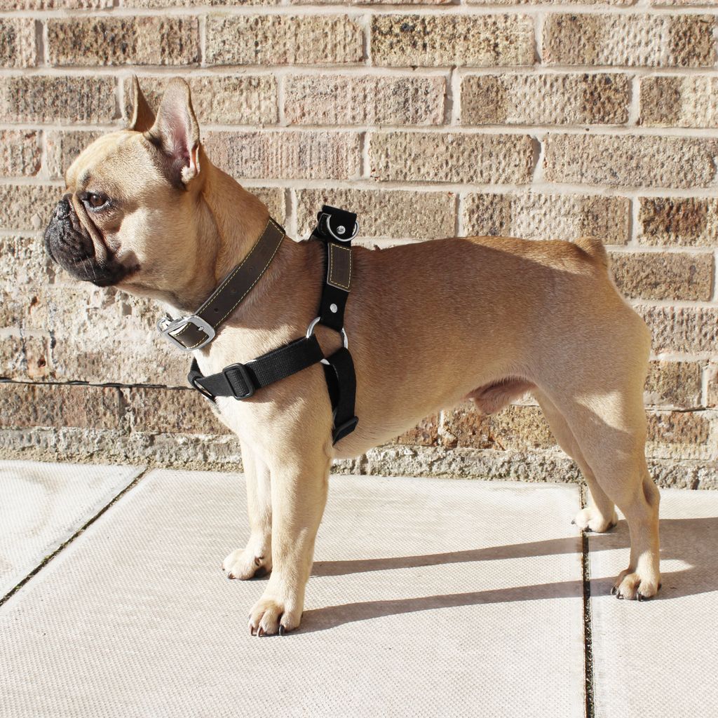 Sjediniti Sudac Inferioran French Bulldog Leather Harness Ramsesyounan Com