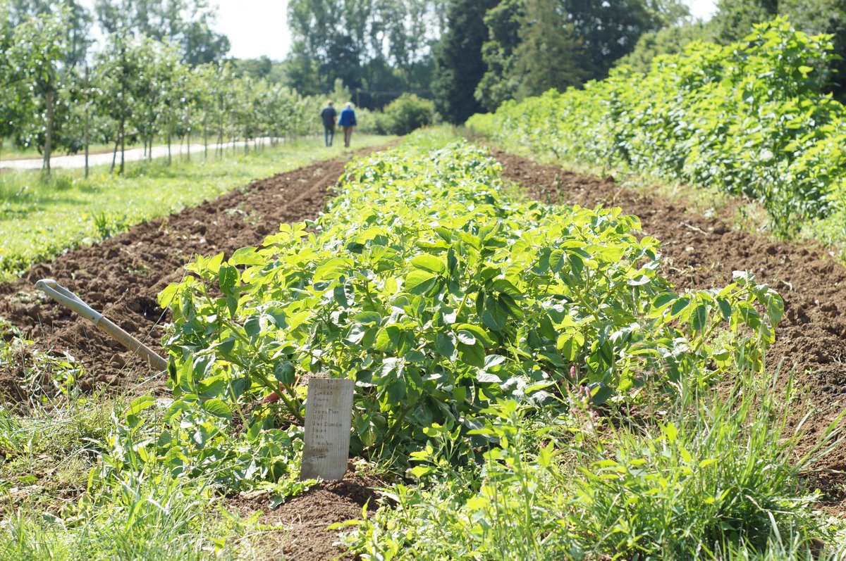 Interested in blight-resistant potatoes? On Weds 18th we're hosting a #fieldlab meeting with the <a href="/OGAgrowers/">Organic Growers Alliance</a> and <a href="/SarpoUK/">Sarvari Trust</a> | Pembrokeshire | Booking: eventbrite.co.uk/e/controlling-…