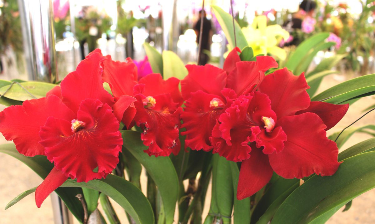 ThaiOrchidsExp's tweet photo. “In joy or sadness flowers are our constant friends.” ― Kakuzō Okakura

More: https://t.co/4ldU0ejnEj 🌸

#QuoteOfTheDay #Flowerslovers #OchidsLovers #ThaiOrchidsExport #CutOrchids #Orchids #ImportThaiOrchids #ImportThailandOrchids #Freshcutorchids https://t.co/iRTSF6GZxT