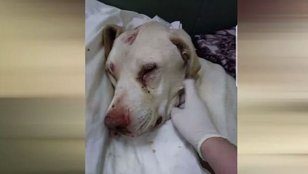 KMOV's tweet photo. A man accused of hitting a dog with a hammer, leaving it to die makes a court appearance in St. Francois County. #n4tm #Trooper #TeamTrooper https://t.co/xGhEjlqGQZ https://t.co/JDtJ3pFyyT
