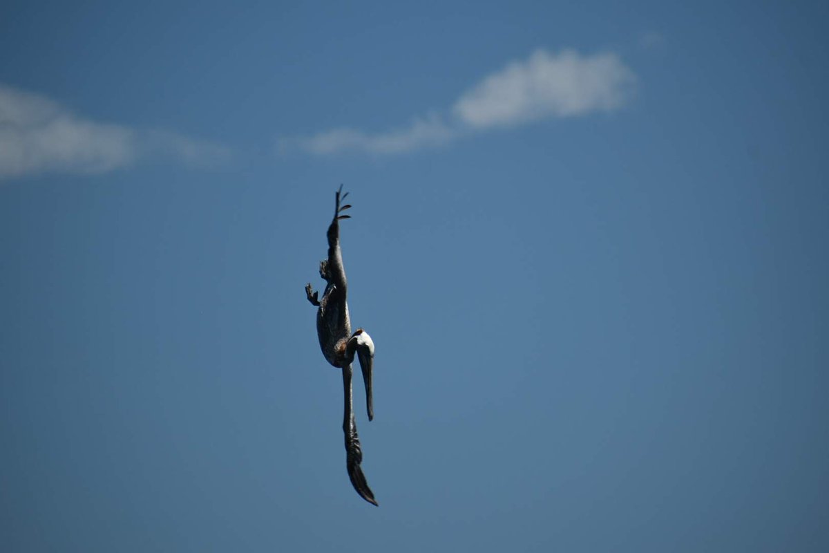 SusanBSmith's tweet image. A pelican swan dive