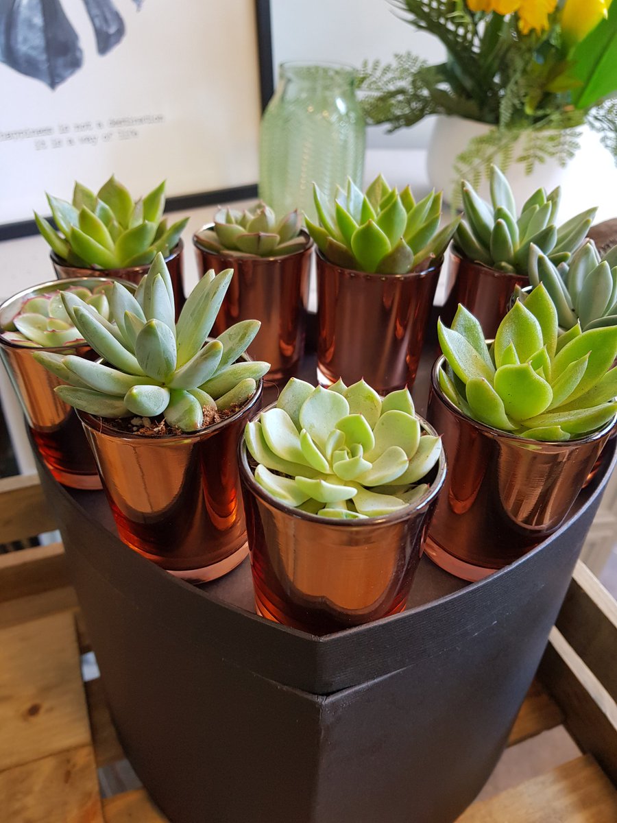 Gorgeous plants perfect for teacher presents! You can't go wrong with a succulent and rose gold pot 😍 just £3.50! 😍