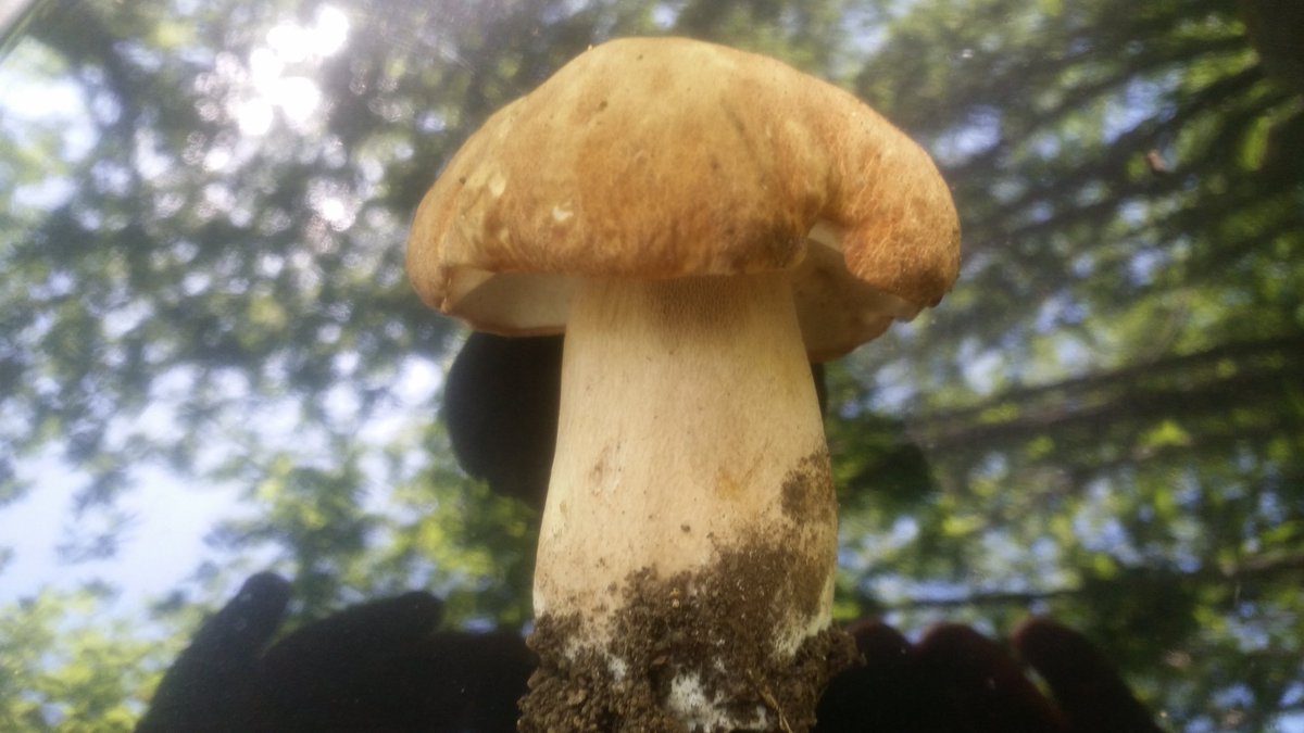 davide1663's tweet image. Un porcino stupendo