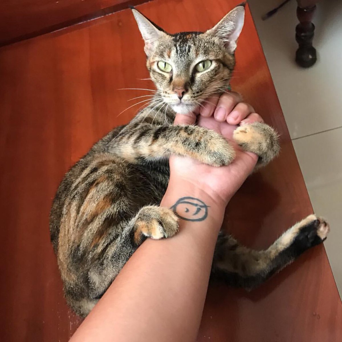 IPUORG's tweet image. Cat spam 😍

#ipuspotting #ipusymbol #iputattoo #atheisttattoo #atheism #dontbeinvisible