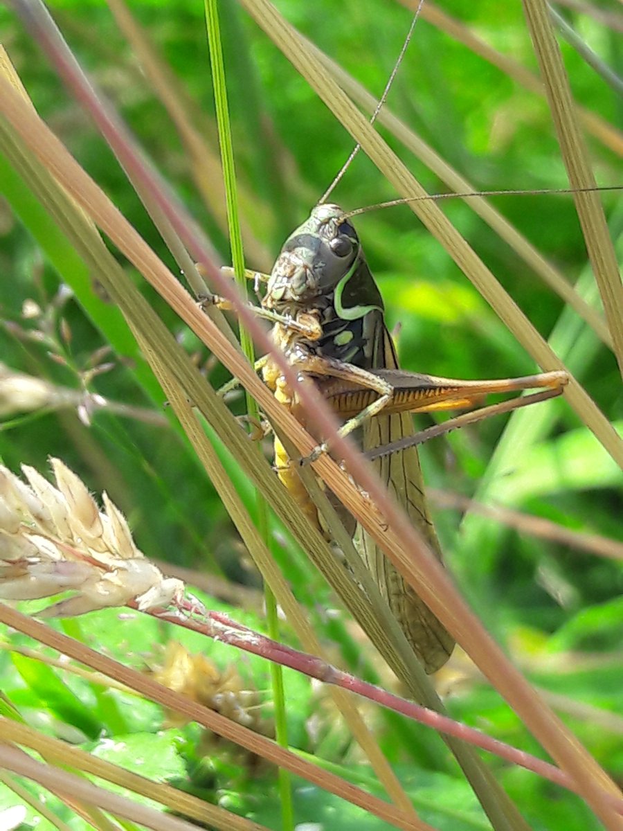 Congratulations to Dawlish Warren rangers who found this Roesel's Bush Cricket last week - only the 3rd record for Devon we think. A species spreading from the east - so keep a lookout &amp; send us the record if you see 1 in Devon. Thanks to Phil Chambers @teignbridge for this photo