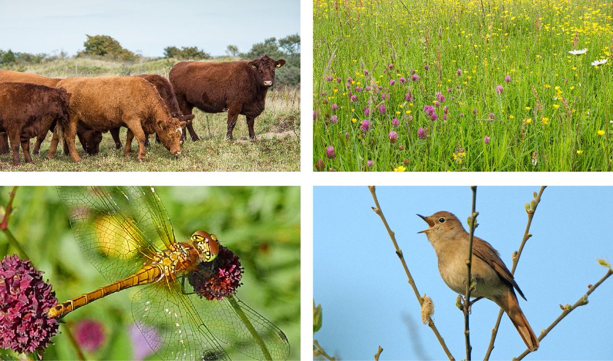 We're launching our new @heritagelottery <a href="/nenescape/">Nenescape</a>  project 'Farming for the Future' in the Nene Valley. Landowners can apply for help to restore and create wild habitats as well as undertake vital infrastructural improvements. wildlifebcn.org/farming-future