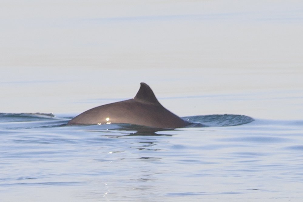 NEWTLtd's tweet image. #HarbourPorpoises are our commonest and smallest cetacean species.  Generally they avoid boats and acrobatics so they can be quite hard to see, but they are often close to shore.  Look for their triangular fins and forward rolling motion on a calm day! #WildlifeWednesday