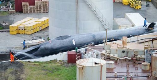 Blue whale illegally slaughtered in Iceland. I'd like to see the <a href="/RoyalNavy/">Royal Navy</a> out there protecting these wonderful animals. £££££$$$$$$ are destroying our planet, enough is enough.