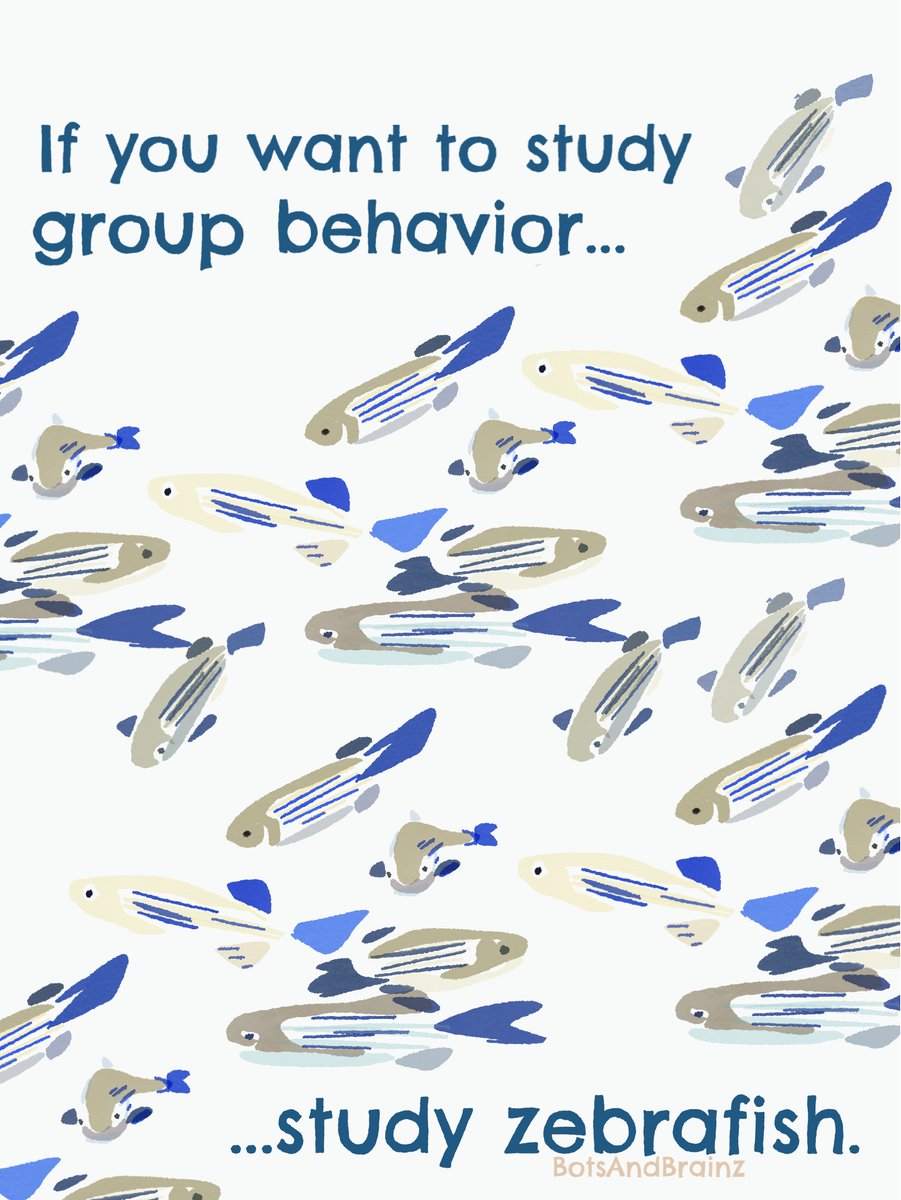 BotsAndBrainz's tweet image. #FENS2018

#Zebrafish are not only useful for #groupbehavior studies, they&apos;re also very beautiful. 

#beautifulscience