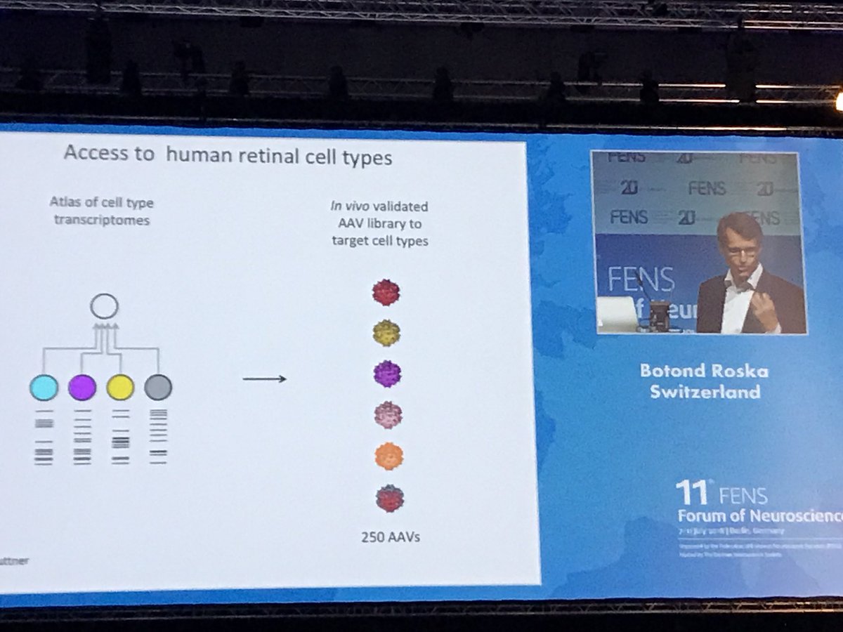 FdeCastroS's tweet photo. Botond Roska gives the last plenary talk at #FENS18 : at @SENC_ we are honoured that he accepted to give one ofour plenary conferences at #SENC2019 , after democratic election among members of the Programs Committee. See you at Santiago de Compostela on September 2019! @FENSorg https://t.co/7ZBJw3Rlxh