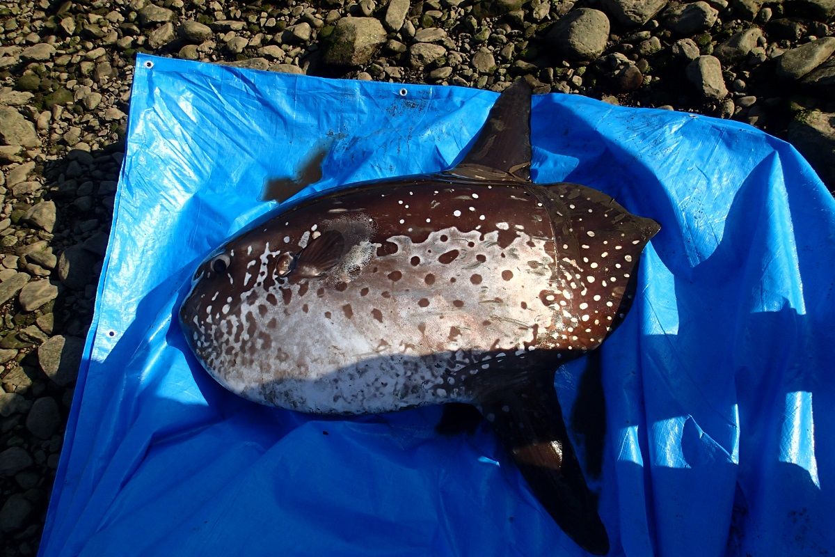 ヤリマンボウがニュースになって脚光を浴びるとマンボウ博士が喜ぶも 世間の反応が違いすぎる Togetter ヤリマンボウがニュースになって脚光を浴びるとマンボウ博士が喜ぶも 世間の反応が違いすぎる Togetter