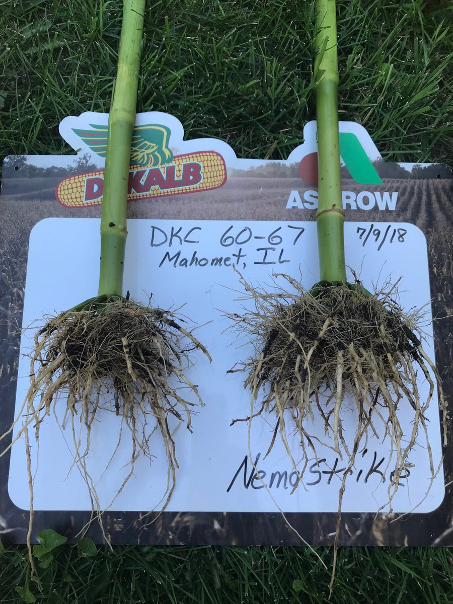 Nemastrike Trial on DKC 60-67, larger root mass, Nematode control => more Yield
