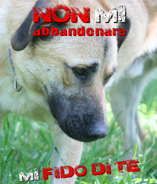 Pensi che un animale domestico sia solo uno scaldapiedi invernale e in estate una “scocciatura” da abbandonare per strada? Parte a Bologna la campagna di sensibilizzazione “Non mi abbandonare…mi fido di te”. Scopri come comportarti! urly.it/3cjb