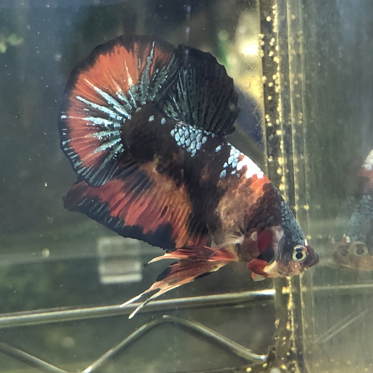 Lotus Betta オレンジ鯉ベタもなかなかヤバイので早く繁殖させたくてうずうずしています めちゃかっこいい ロ ੭ Lotus Betta オレンジ鯉ベタもなかなかヤバイので早く繁殖させたくてうずうずしています めちゃかっこいい ロ ੭