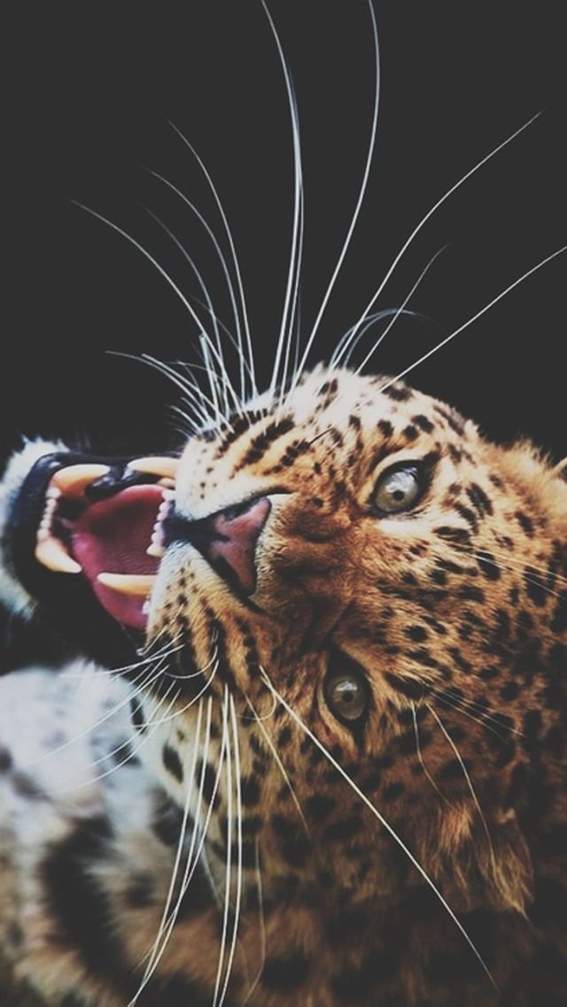 myringon's tweet image. «Правда, покорила меня, ска, твоя правда, мы бежим с тобой, как будто от гепарда»
💭 CYGO - Panda E 💭
I ringon.pro/rington-cygo-p…
II ringon.pro/rington-cygo-p…
III ringon.pro/rington-cygo-p…
#rap #trap #CYGO
m4r для айфона ищите на сайте 👆