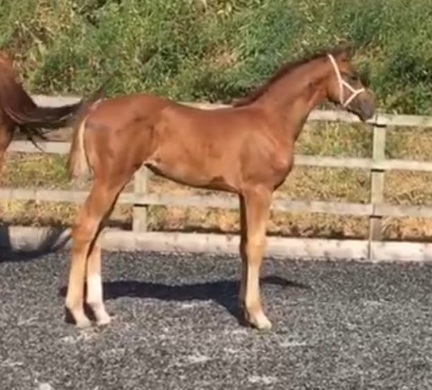For Sale 2018 Oldenberg Filly By Furst Romancier - britishbreedersnetwork.org/sale-2018-olde…