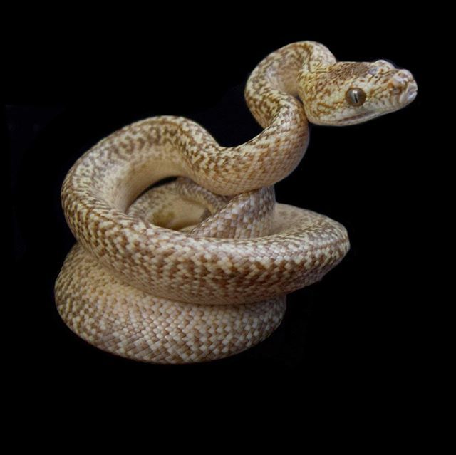 Moreliapython's tweet image. Another cool carpet that hatched out here this season. #carpetpython #carpetpythonsofinstagram #carpetpythonmorphs #ebmorelia ift.tt/2uc92zR