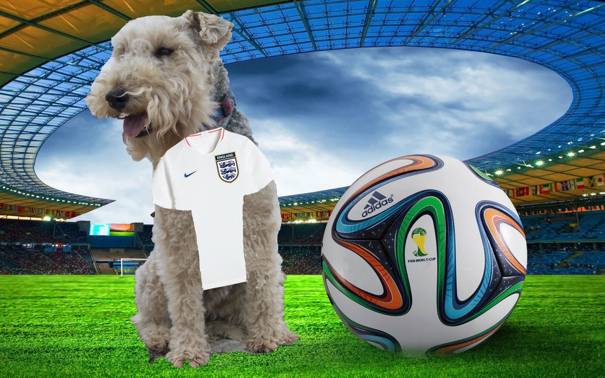 I'm ready! Come on England!
😆⚽️😀
#TeamTerrier #ThreeLionsOnMyFur #WorldCup @BestDogPhotos @dogandpuplovers #LakelandTerrier #ThreeLionsOnAShirt #ENG
