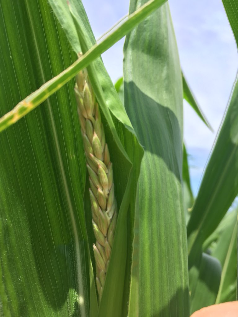 Lee_Briese's tweet photo. My #PetCorn18 is 84” tall today. The tassel will be out in a few days and the silks shortly thereafter. #scouting18 https://t.co/l59qFNyrY5