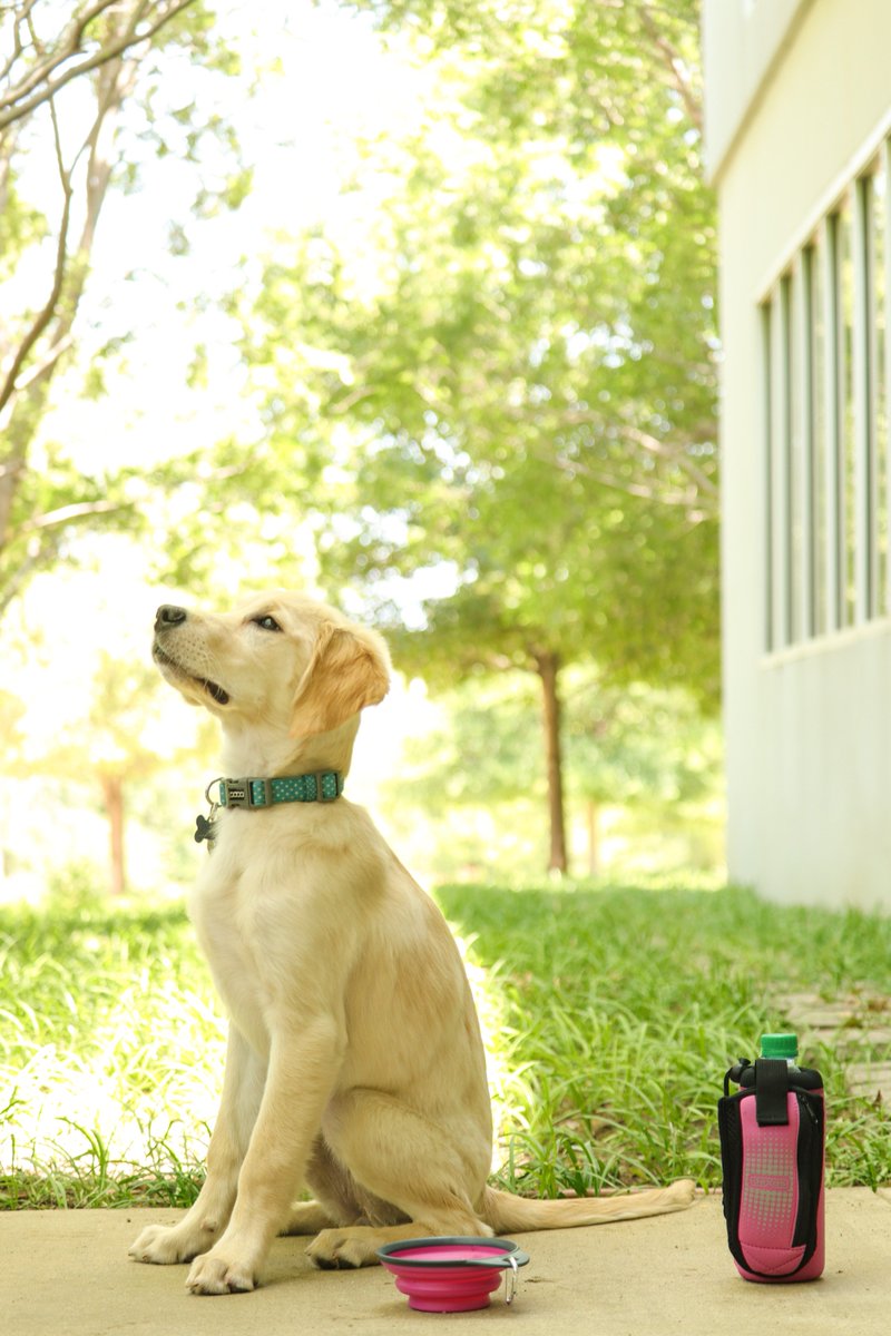 dexasintl's tweet photo. Who else is spending their lunch hour looking at all the pet photos!? Yeah, us too! Here's some Dexas pets. #dexas #DexasbyDesign #dogs #furbabies #AllAmericanPetPhotoDay https://t.co/VKxWZ3B5p6