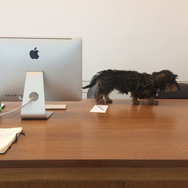 MelvinBungle's tweet photo. Thanks for all your hard work Piave. You can go home now. Hope to see you back at the gallery soon. #piaveblainsouthern #galleryreception #holidaycover #dachshundsofinstagram #wirehaireddachshund #dachsund https://t.co/SaNaDiCefc https://t.co/l9Fp8agQBp